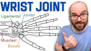 Anatomy of the Wrist Radiocarpal Joint  Bones Ligaments and Muscles [upl. by Ettigdirb]