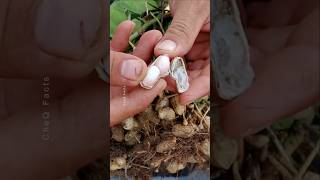 How to Grow Peanuts at Home 🥜 plants farming shorts [upl. by Einnaej881]