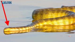 Annulated Sea Snake Hydrophis cyanocinctus [upl. by Anirak665]