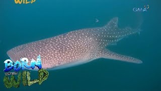 Born to be Wild Whale shark watching in Donsol Sorsogon [upl. by Essirahc867]