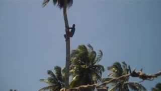 Amazing Palm Tree Climbing Barefoot [upl. by Ainnet]