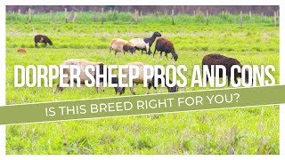 Dorper Sheep Pros And Cons Is This Breed Right For You [upl. by Griff]