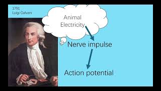 Neuromuscular Electrical Stimulation [upl. by Katee]