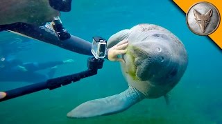 Manatees LOVE Video Cameras [upl. by Hairu]