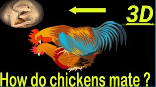 How do chickens mate  reproduce？Chicken Embryo Development  3D Animation [upl. by Ainoloppa]