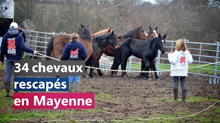 34 chevaux rescapés en Mayenne [upl. by Darleen302]