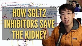 How SGLT2 Inhibitors Protect The Kidney [upl. by Chaker]