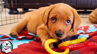 THE CUTEST LABRADOR VIDEOS OF 2020 [upl. by Cormac]