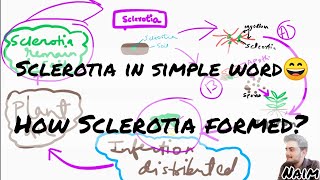 Sclerotia  mycelium How Sclerotia Formed  Msc Bsc Concept [upl. by Kiri]