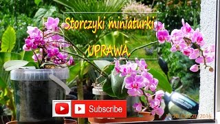 143 Storczyki miniaturka Uprawa pielęgnacja podlewanie zimowanie [upl. by Cogan778]