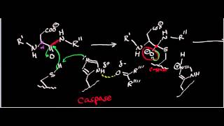 Biochemistry  Protease Mechanisms Part 23 [upl. by Harold]