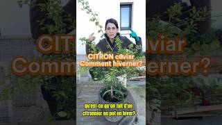 Comment hiverner un citronnierle citron caviar en hiver jardin plant citron citronella hiver [upl. by Eniroc]