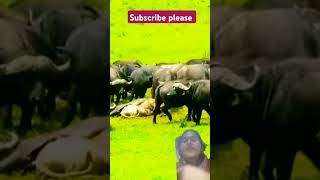 So amazing very rare scene buffalo vs lions wildlife shortsfeed viral video nature tiger animals l [upl. by Tressa]