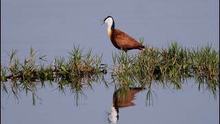 African Jacana in Kenya [upl. by Artsa]