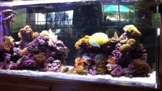 Beautiful Salt water aquarium easy to care for [upl. by Noskcire]