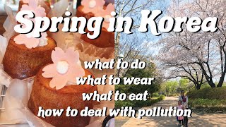 Spring in Korea Cherry Blossoms and other spring flowers what to do eat wear and air pollution [upl. by Hagan]