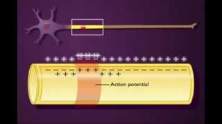 Trasmissione del potenziale dazione su unassone non mielinizzato [upl. by Sorrows607]