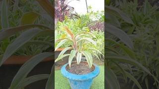 Best method of cordyline PropagationBest method propagation tipsshotsytshorts gardentrendyt [upl. by Airun]