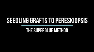 How to Graft any cactus seedling to Pereskiopsis using the super glue method [upl. by Assilac]