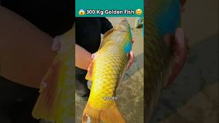 Amazing 300 Kg Golden Fishing Trap  জাপানের পার্কে 300 Kg গোল্ডেন মাছ ধরলো 😲 shorts fishing facts [upl. by Claude311]