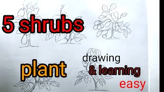 5 shrubs plant drawing amp learning easy5 plant projectbrinjal hibiscus rose lemon tomato plant [upl. by Mayram]