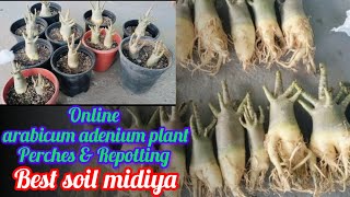 online Arabicum adenium plant perches और Repotting का सही तरीका।।। adenium video [upl. by Llertniuq]