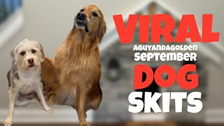 EPIC AGuyandAGolden September Dog Skits [upl. by Annayi]