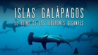 Islas Galápagos El reino de los tiburones gigantes [upl. by Alcina]