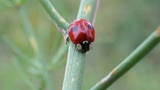 Biedronka dwukropka  Adalia bipunctata cz2 [upl. by Amled]