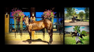 Sooty Buckskin Western Pleasure Quarter Horse Mare For Sale [upl. by Ranite]