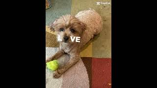 puppy cute cavoodle edit shorts fyp plsblowup plsgoviral doglover recommended [upl. by Farika956]