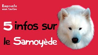 5 infos sur le samoyede [upl. by Klatt]