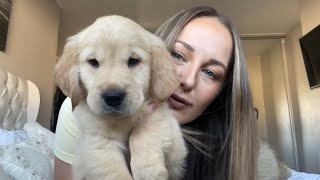 Meet The New Golden Retriever Puppy This Is Buddys Story [upl. by Wetzell]