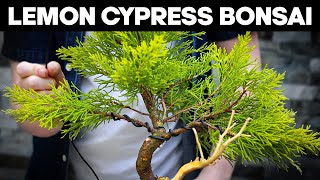 How To Make Bonsai from Lemon Cypress [upl. by Loats908]