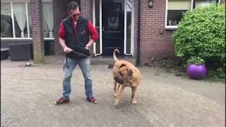 Trekken aan de lijn afleren Boerboel [upl. by Neva94]