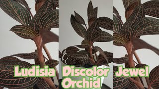 How to propagate Ludisia discolor Jewel Orchid [upl. by Colyer]