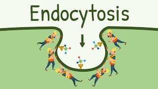 Endocytosis Pinocytosis and Phagocytosis  Eating Digesting and Pooping by the Cell [upl. by Oner]