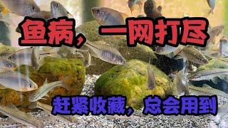 观赏鱼鱼病治疗和预防（1）：白点病、打粉病、水霉病、肠炎 [upl. by Leumhs]