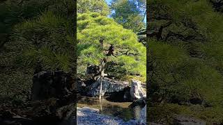 Inside Kyoto Imperial Palace  Gonaitei Garden [upl. by Elkcim748]