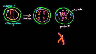 Entrecruzamiento de los cromosomas en la meiosis I  Biología  Khan Academy en Español [upl. by Hploda]