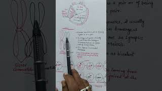 difference between bivalent amp Tetrad celldivision shorts bivalentchromosome tetradchromosome [upl. by Sheelah]