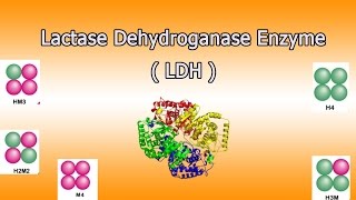 Lactate dehydrogenase enzyme  Clear Over View [upl. by Hannus492]