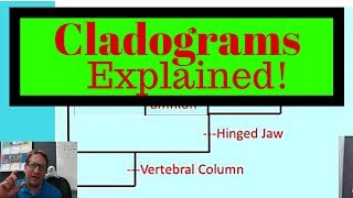 Cladograms Explained How to Read and Make Cladograms for Exam [upl. by Ive]