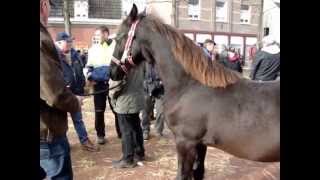 Paardenmarkt Lottum 2012 [upl. by Urita]