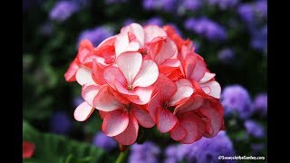 How to Overwinter Geraniums Pelargoniums Everyone Can Grow A Garden 2018 35 [upl. by Eniamor]