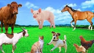 Familiar Animal Colors  Sheep Pig Cat Horse Goat Chicken  Animal World [upl. by Asirehc]