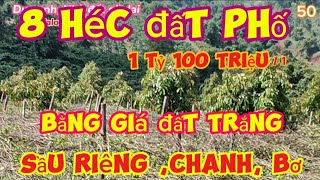 Rẻ nhất giá lai 8 héc ta sầu riêngchanh bo nhà đầy đủ sân phơi đất thành phố Pleiku [upl. by Aztiray]