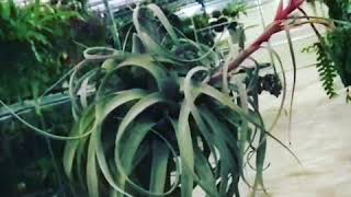 Tillandsia xerographica [upl. by Wolgast]