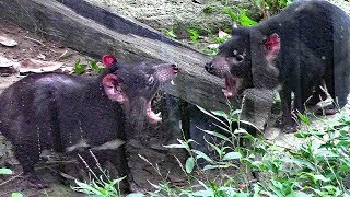 いがみあうタスマニアデビル（多摩動物公園）Tasmanian devil [upl. by Ardnuahc454]