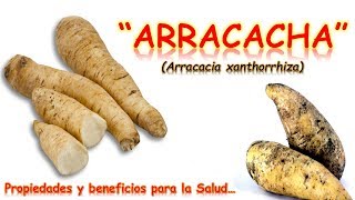 LA ARRACACHA  PROPIEDADES Y BENEFICIOS PARA LA SALUD [upl. by Nnybor]